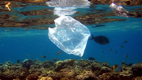 Wwf Plastikmüll In Weltmeeren Allgegenwärtig Swr Wissen