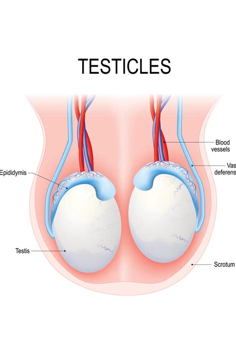 Testicles Human Anatomy Diagram Educational Chart Poster 12x18 Inch Ebay
