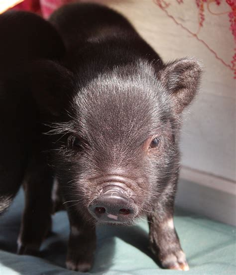 The Dirt On Pigs Karlys Teacup Pigs