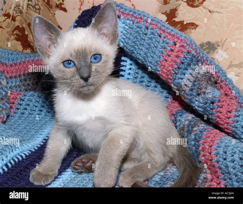 48 Hq Photos Blue Point Siamese Cat Pictures Blue Point Siamese Cat