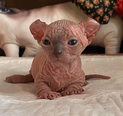Sphynx Cat With Dwarfism Cat Meme Stock Pictures And Photos