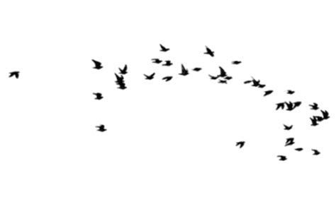 Gambar burung cililinformat png / ilustrasi burung. Gambar Burung Cililinformat Png - BURUNG CUCAK HIJAU ...