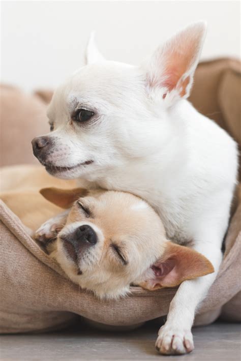 Two Lovely Cute And Beautiful Domestic Breed Mammal Chihuahua Puppies