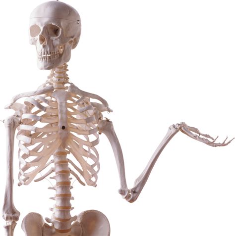 Скелет Png