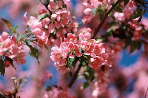 Pink Flowering Tree Identification Hunker