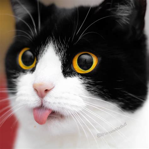 We've gathered our favorite ideas for 1080x1080 funny pictures, explore our list of popular images of 1080x1080 funny pictures and download photos collection with high resolution Meet Izzy, The Cat With The Funniest Facial Expressions ...