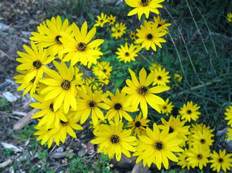 Using Georgia Native Plants Awesome Easy Native Perennials For