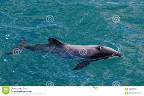 Hectors Dolphin Endangered Dolphin New Zealand Stock Photo Image Of