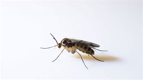 Fungus Gnats Environmental Factor