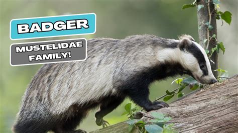 Badgers Unveiled Fascinating Facts You Need To Know Youtube