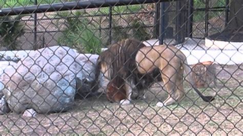 Lucas The Lion At The Hope Zoo In Jamaica Youtube