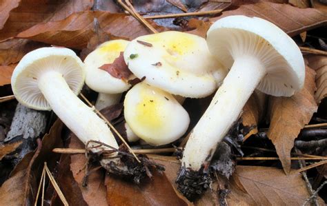Hygrophorus capreolarius - identifier-les-champignons.com