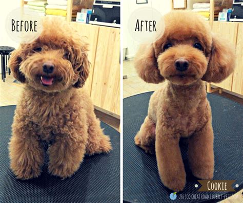 Pin By Anna K On Poodle Japanese Dog Grooming Teddy Bear Dog Toy