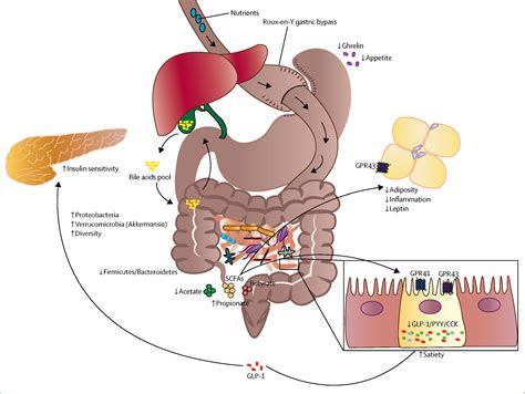 The Microbiotagutbrain Axis In Obesity The Lancet Gastroenterology