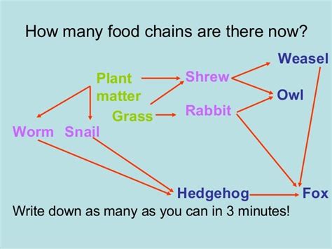 Ci 401 Food Webs