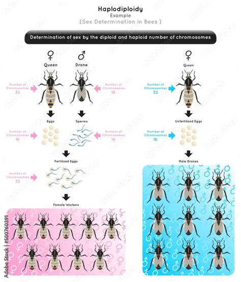 Haplodiploidy Infographic Diagram Sex Determination By Diploid Or