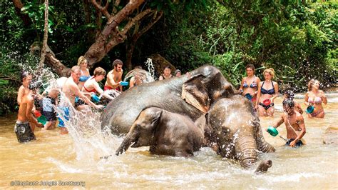 Elephant Jungle Sanctuary Chiang Mai Ethical Elephant Attraction In Chiang Mai Elephant