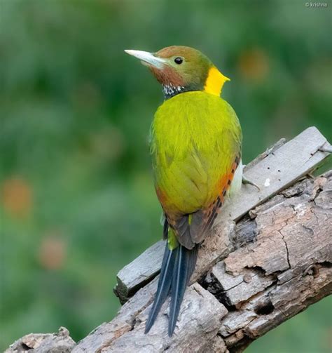 Top 25 Wild Bird Photographs Of The Week Forests National Geographic