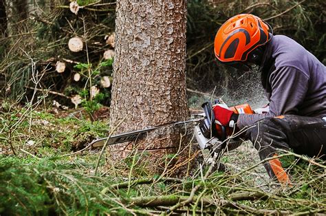 How To Hire A Professional Tree Service Precision Tree Care And Removal