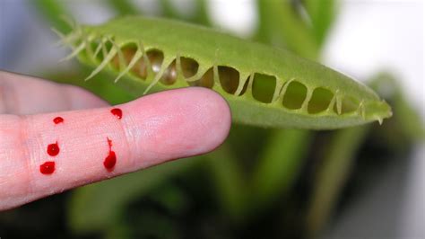 10 Of The Most Dangerous Plants From Around The World