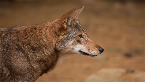 Wile E Coyote Photograph By Karol Livote Fine Art America