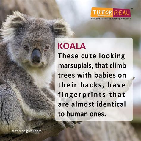 A Intresting Fact About Animals For Kids Fun Animal Facts Animal