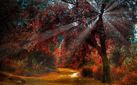 Red Flowering Trees Landscape Plants Trees Sun Rays Hd Wallpaper