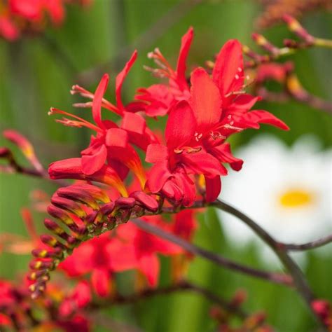 Deer resistant plantsdeer resistant plants and deer resistant flower bulbs. Crocosmia Lucifer | Crocosmia lucifer, Crocosmia, Easy to ...