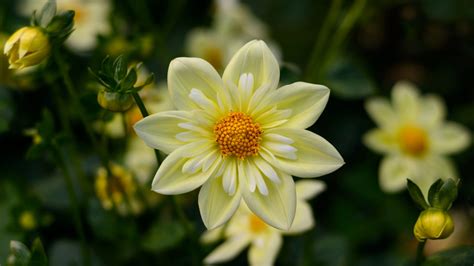 Dahlia Yellow Flowers High Quality Flower Wallpaper For Desktop Computers Hd Wallpapers For 4k