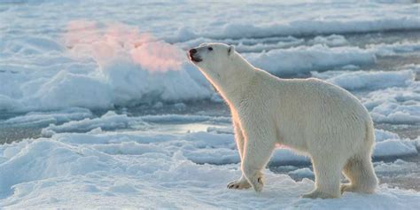 C'est un tueur au sang froid, un assassin de polaire. Ours Polaire Réchauffement Climatique - Pewter