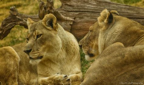 Pair Of Lions Shot At The Oklahoma City Zoo Using A Tamro Flickr