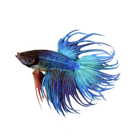 If you buy them in some stores where they are kept for years, there is a high possibility of a low life expectancy. Blue Male Crowntail Betta for Sale: Order Online | Petco