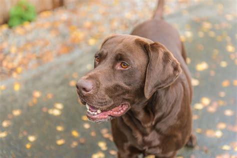 Meet The Intelligent And Friendly Chocolate Labradors