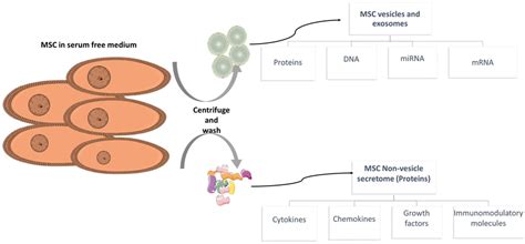 Overview Of Msc Secretome Contents At First Mscs Are Cultured In A