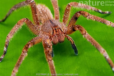 Stock Photo Of Brazilian Wandering Spider Phoneutria Nigriventer