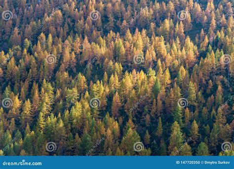 Autumn Forest With Larch Spruce And Pine Trees Stock Photo Image Of