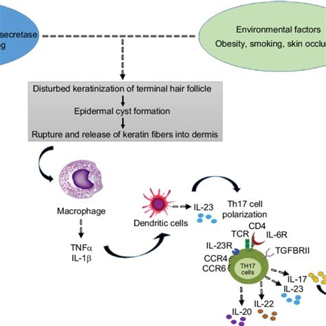 Hidradenitis Suppurativa Clinical Aspects Download Scientific Diagram