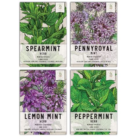 Buy Seed Needsmint Seed Packet Collection 4 Individual Varieties Of