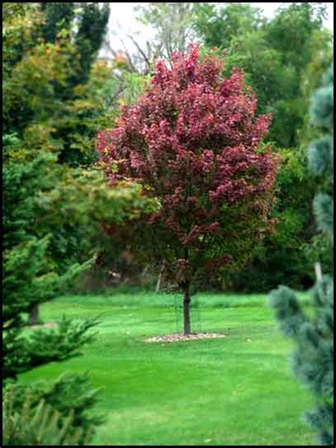 Acer Rubrum Autumn Spire The Site Gardener