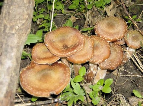 Edible Mushroom Identification Mushroom Id In Edible