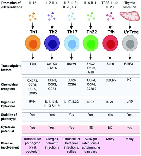 Helper T Cells Diagram