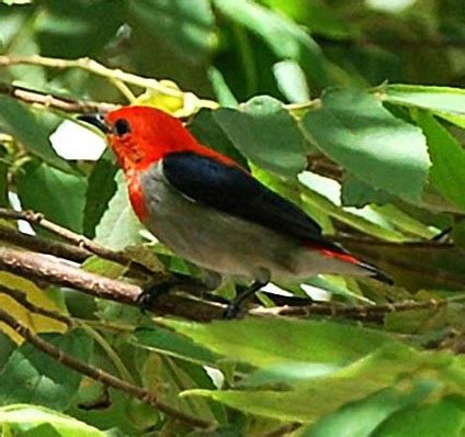 Jenis-Jenis Burung Pemakan Buah-buahan dan Ciri-cirinya | 1001 Catatan, Cara dan Tips