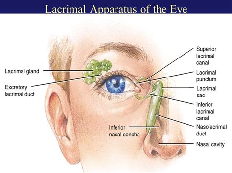 Lacrimal Apparatus Liberal Dictionary