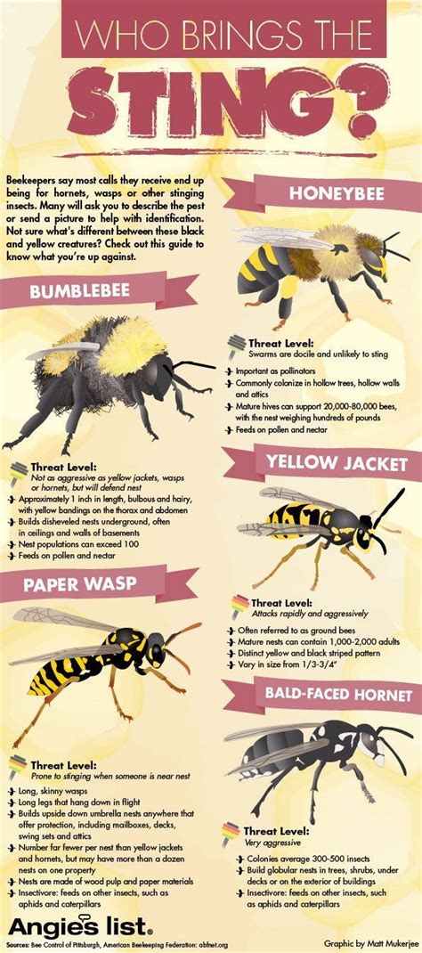 Field Guide To Stinging Insects Bee Identification Wasp Wasp Stings