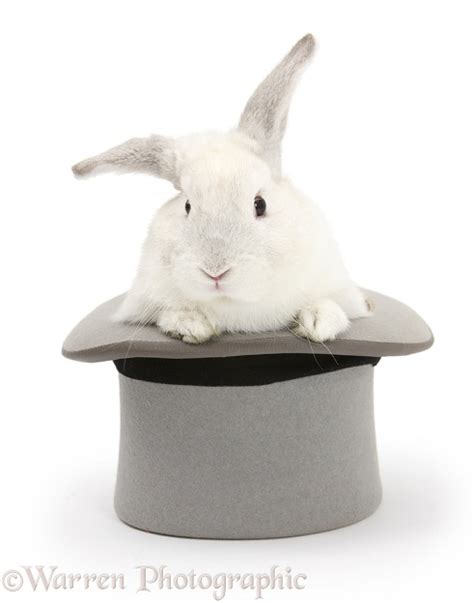 White Rabbit In A Top Hat Photo Wp18409