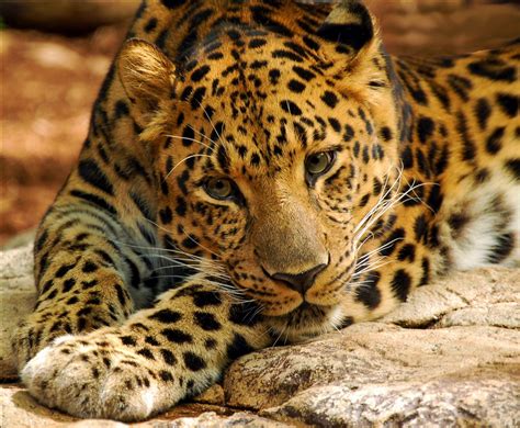 16 Of The Rarest Animals In The World And Where To See Them Hand