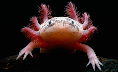 Animals Macro Axolotl Wallpapers Hd Desktop And Mobile Backgrounds