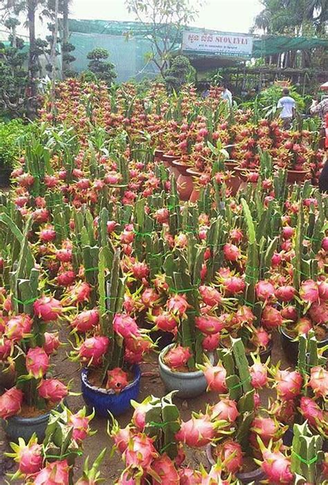 Growing Dragon Fruits In Pots Small Vegetable Gardens