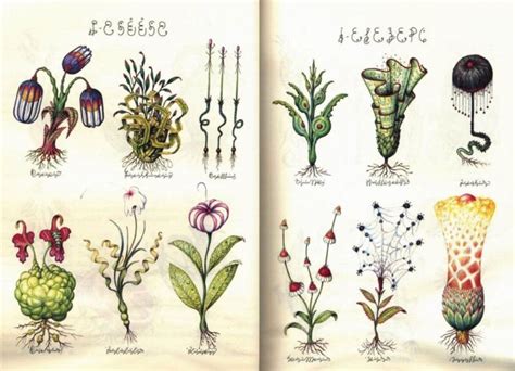 Look Inside The Extremely Rare Codex Seraphinianus The Weirdest