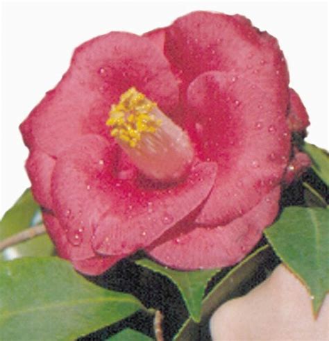 The Culture Of Camellias The State Flower Of Alabama Alabama